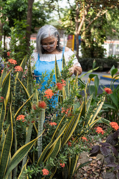 Senior woman gardening outdoor, trimming plants in nature