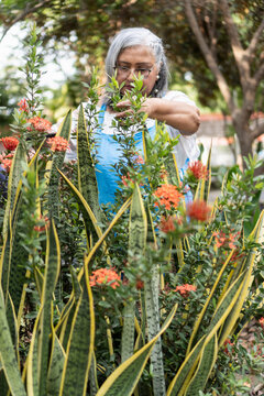 Elderly woman enjoying gardening hobby in backyard