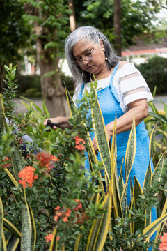 Senior woman gardening, pruning plants in outdoor park