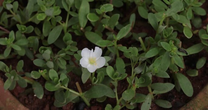 "Fresh White Blossom with Lush Green Leaves Background in Garden"