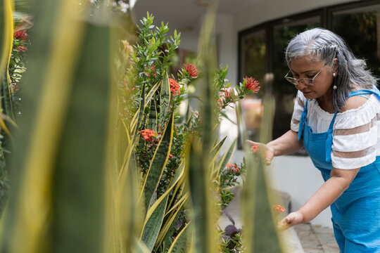 Senior woman gardening, tending plants and flowers outdoors