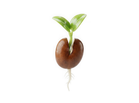 Small green plant seedling growing from a brown seed with roots