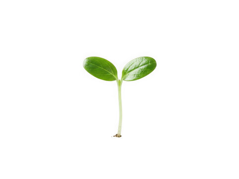 Small green plant sprout with two fresh leaves growing from the soil