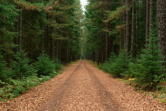 Forest path through the woods with tall pine trees and conifers in autumn scenery