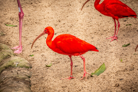 Eudocimus ruber (Guar&aacute;)