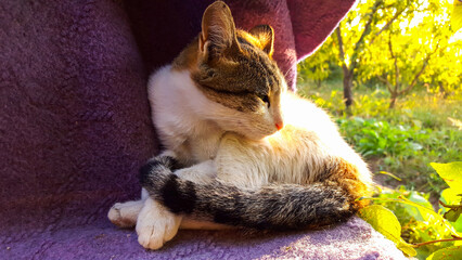 Cute cat resting in warm sunlight outdoors © VEVELOX