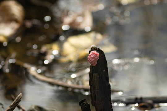 Bright pink golden apple snail eggs attached to a dry wooden stick above water pond