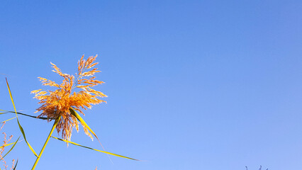 Fototapeta premium Golden reed grass plume against clear blue sky