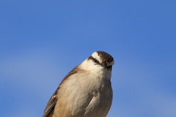 bird on a branch © Matias
