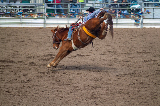 Rodeo bareback bronco rider