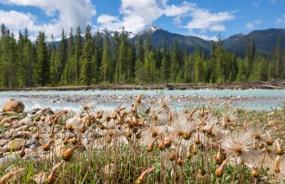 Wildflowers