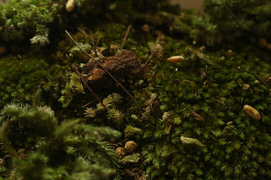 deep green moss and dirt