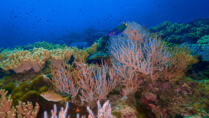 Underwater photo of a beautiful coral reef and marine life. From a scuba dive in Thailand. © Johan