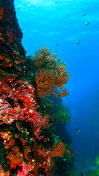 Underwater photo of a beautiful coral reef and marine life. From a scuba dive in Thailand.