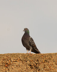 pigeon on the beach © Matias