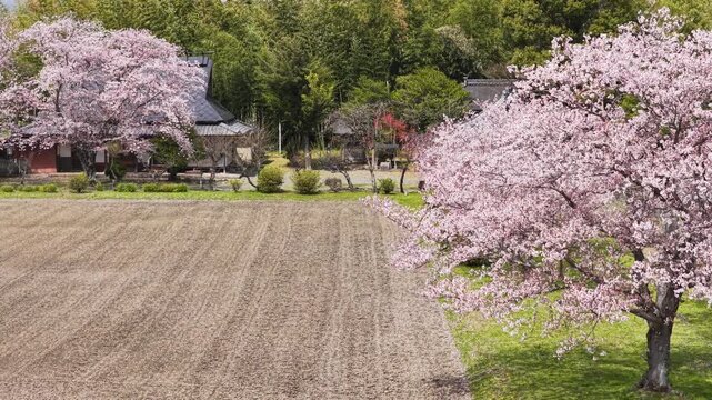 Cherry blossoms border cultivated field near traditional temple in rural Kameoka, slow aerial pullback descend