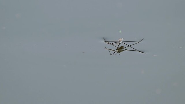 Extreme close-up of a pond skater bug showcasing its unique body structure and long legs resting on the water's surface.