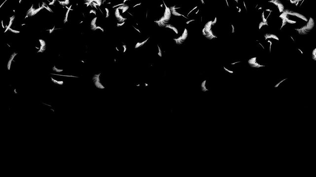 Floating White bird Feather Particles.