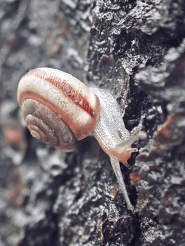 snail on a tree 