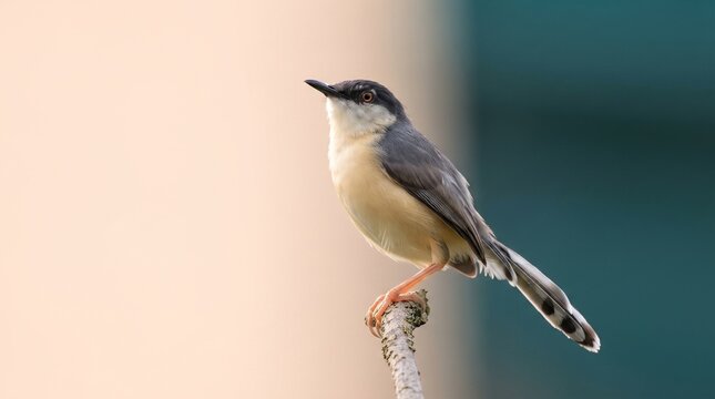 Ashy Prinia (Prinia socialis) Perched on a Grass Stem &ndash; Tiny Songbird in Natural Habitat