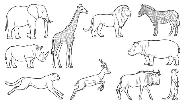 African safari animals line art collection, set of 11 wild animal outline illustrations, minimalist black and white wildlife sketches for coloring isolated PNG with Transparent Background