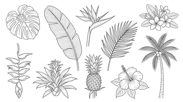 Tropical botanical line art collection, hand drawn exotic jungle leaves and flowers, black and white floral sketches for summer design isolated PNG with Transparent Background