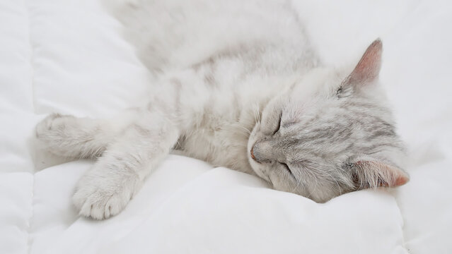 Small Scottish kitten lying down on white bed of relaxing and cozy wellbeing in home.