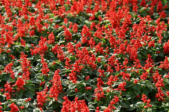 Red Salvia coccinea