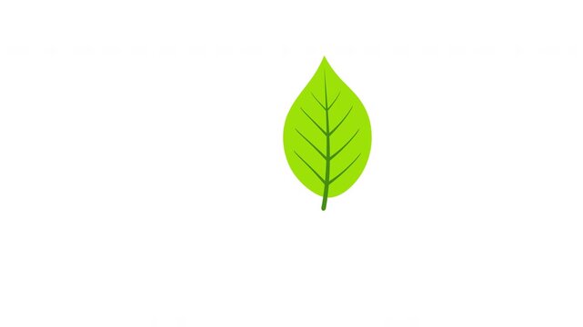 Single bright green leaf spinning down slowly on clear background Prores Alpha 4K 60 fps