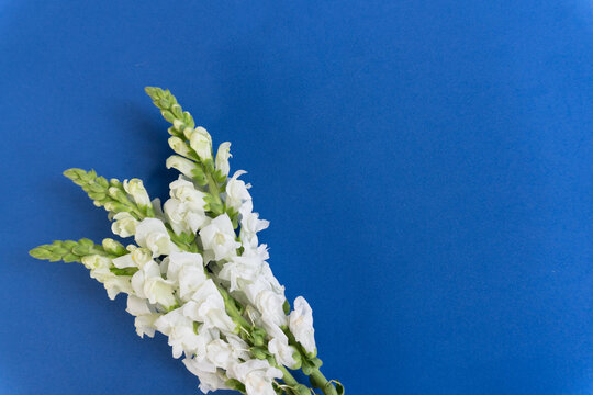 White snapdragons bloom against vibrant blue background. Soft petals and green stems create elegant contrast.Ideal for wellness, spring