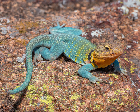 Male Collared Lizard in the Wichita Mountains