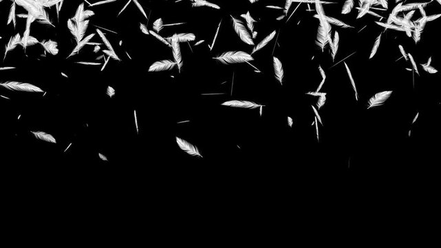 Floating White bird Feather Particles.