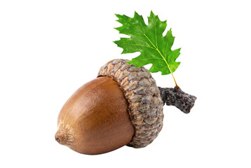 Acorn with a Vibrant Green Oak Leaf © Ara