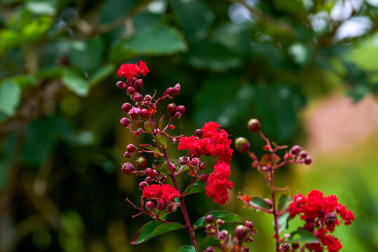 Blooming red crape myrtle flowers on dark green background