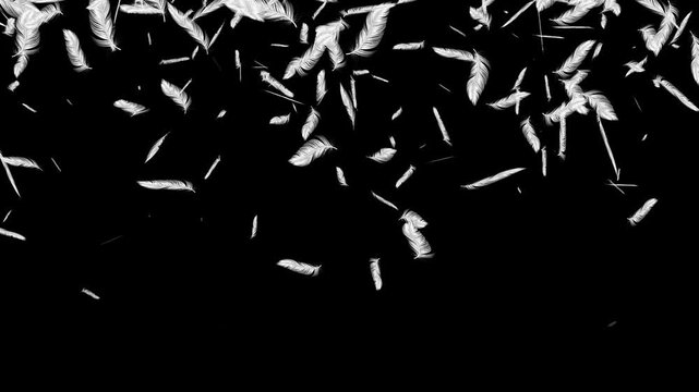 Floating White bird Feather Particles.