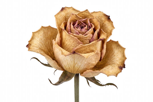 Single Dried Rose Flower with Withered Petals
