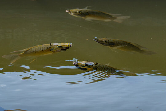 A group of archerfish swimming near the surface of calm green water, showing aquatic wildlife behavior in a natural environment.