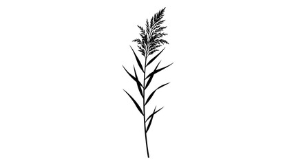 Obraz premium Reed stalk illustration portrays a single, slender plant with elongated leaves and a distinct feathery top, rendered in black and white with an elegant, minimalist style.