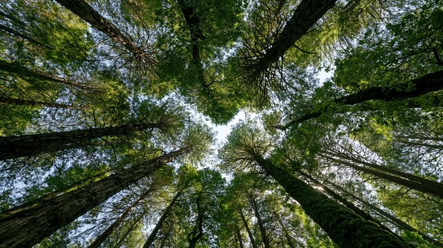 Looking up through the canopy of tall evergreen trees towards a bright sky, a forest perspective
