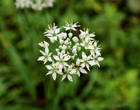 ハナニラの花