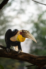 Wreathed hornbill resting on tree branch, full body view with long white tail feathers against dark green tropical forest canopy © Darwin