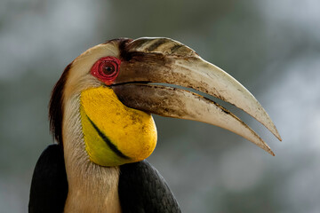 Wreathed hornbill standing upright on tree branch, alert side profile with vivid yellow throat pouch, soft daylight forest background. © Darwin