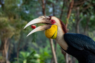 Detailed side profile portrait of wreathed hornbill showing textured curved bill, red eye ring, and yellow wattle on neutral grey backdrop. © Darwin