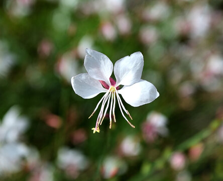 ガウラの花