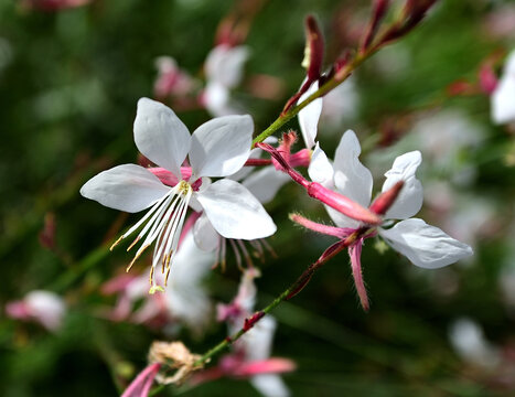 ガウラの花