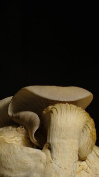 Time-lapse of a cluster of white mushrooms sprouting rapidly in a dark environment.