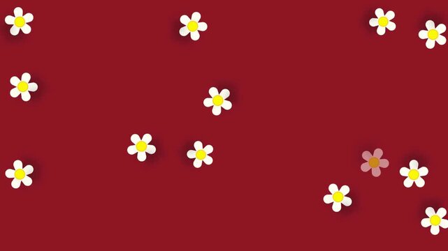 4k footage animation looping of bright stylized cream white daisy flowers pattern with a dynamic fading effect video loop with red cherry background. Colourful background video loop animation. 