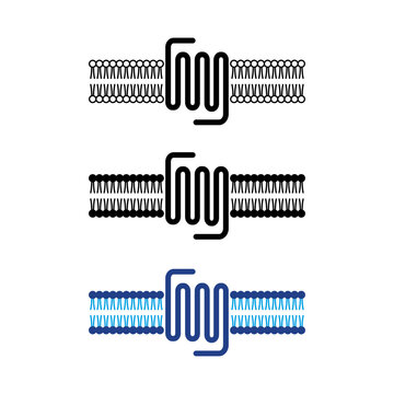gpcr seven transmembrane domain receptor in lipid bilayer vector icon