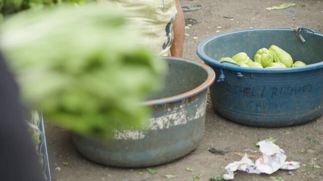 Fresh Chayote Being Sorted by a Roadside Vendor at a Local Market