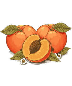 Vintage peach fruit engraved botanical illustration isolated on transparent background